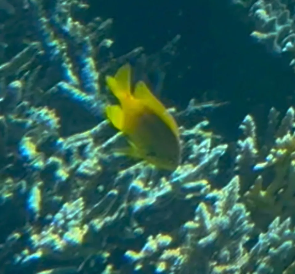 Miniatura: Pomacentrus (Pomacentrus spp.)