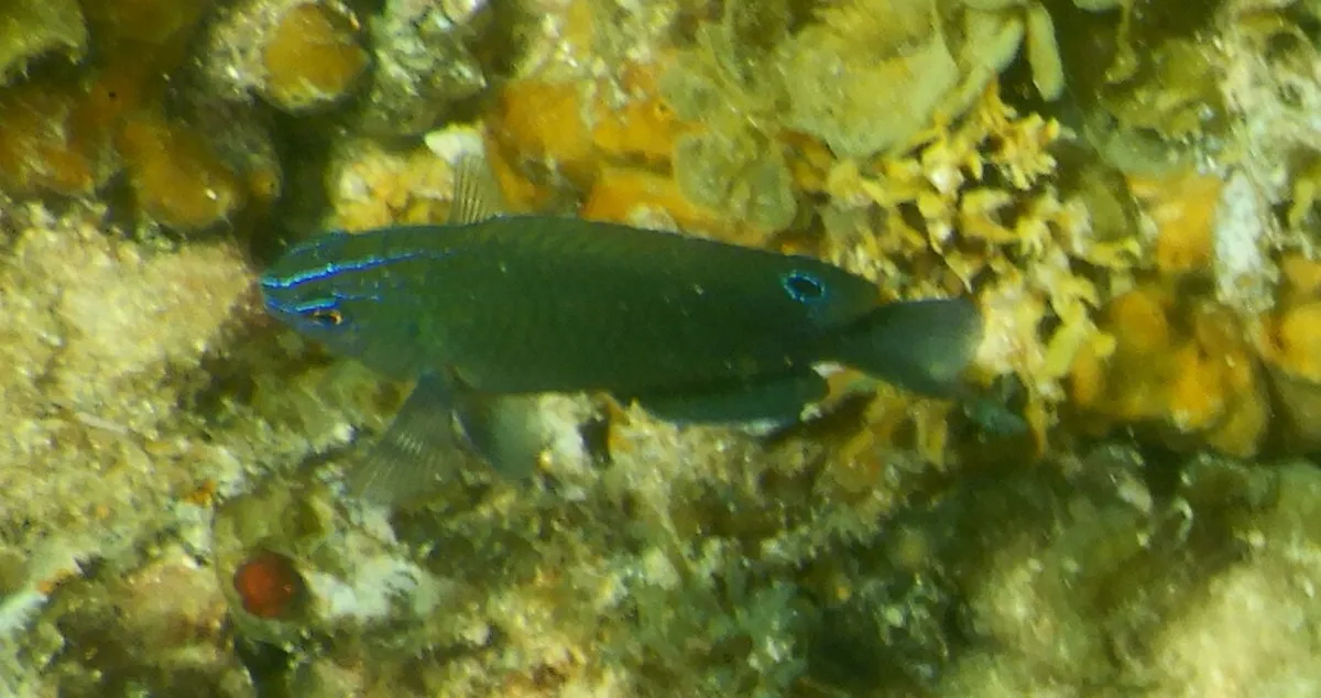 Miniatura: Pomacentrus (Pomacentrus spp.)