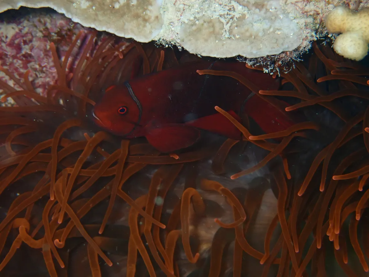 Premnas (Premnas biaculeatus)