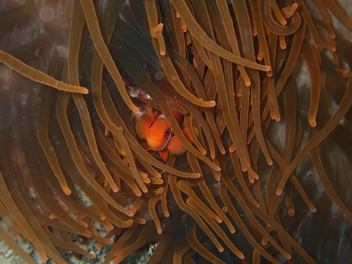 Miniatura: Premnas (Premnas biaculeatus)