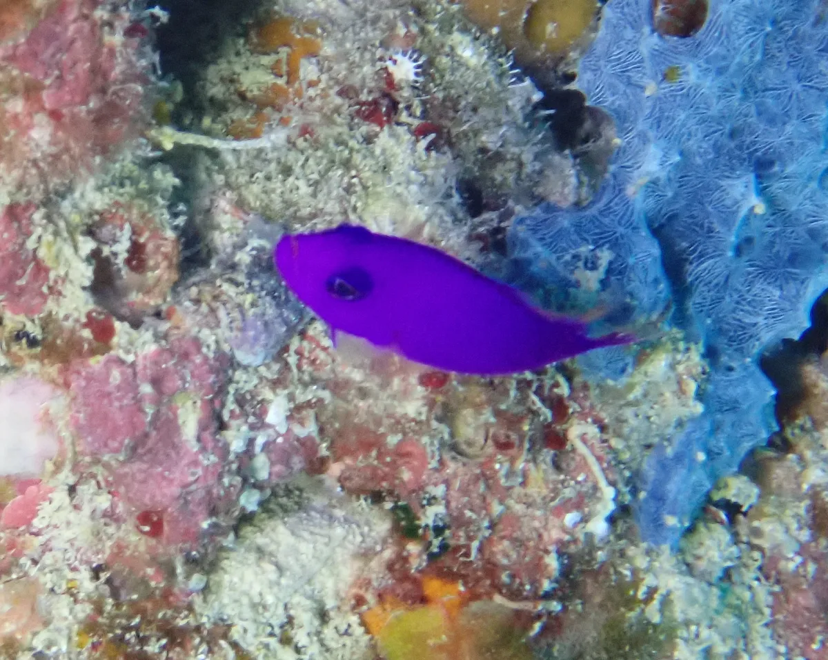 Pseudocromidi (Dottyback)