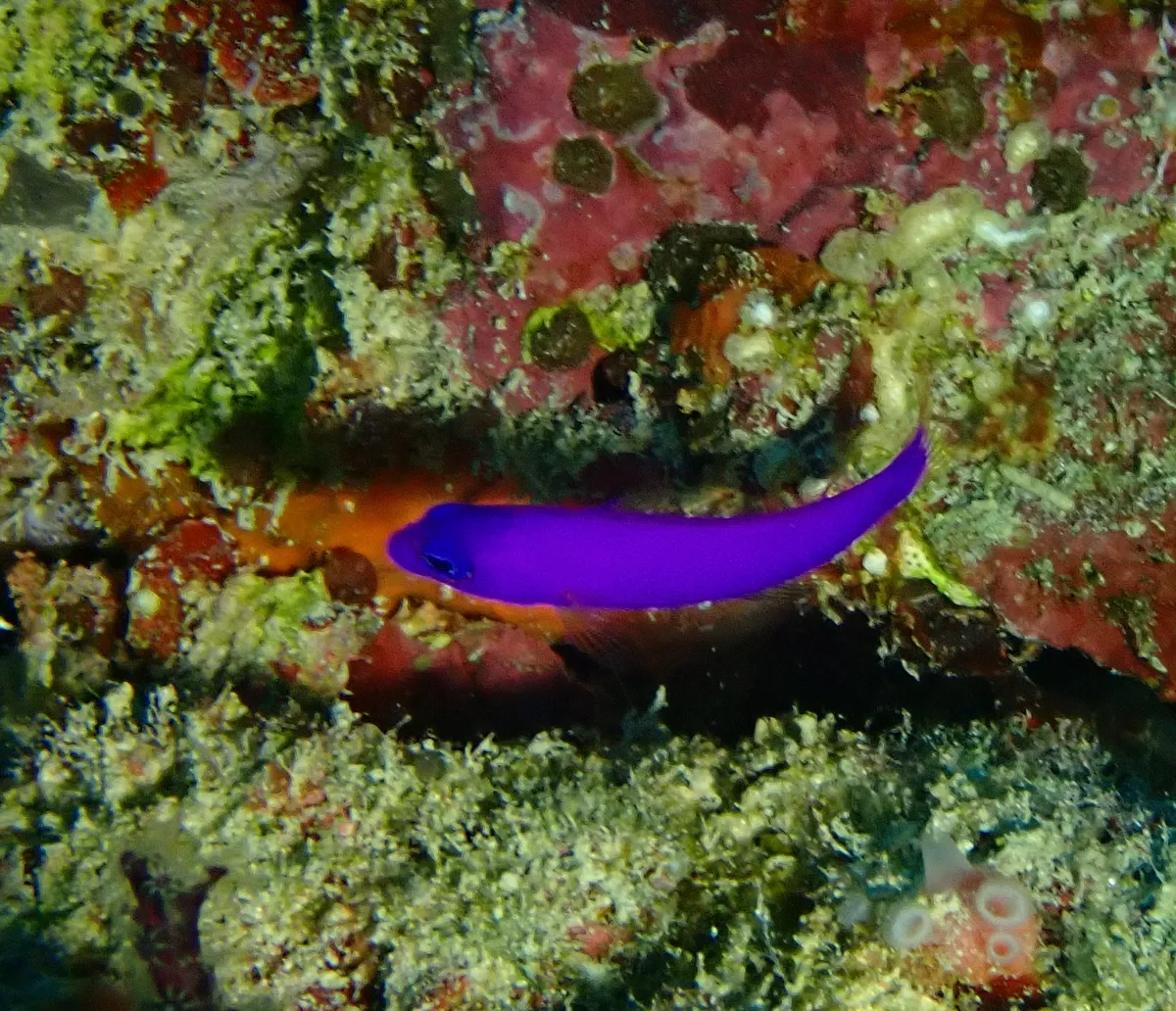 Miniatura: Pictichromis (Pictichromis spp.)