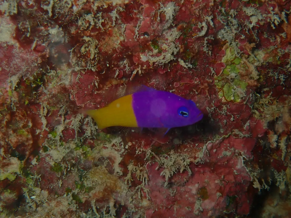 Miniatura: Pictichromis (Pictichromis spp.)