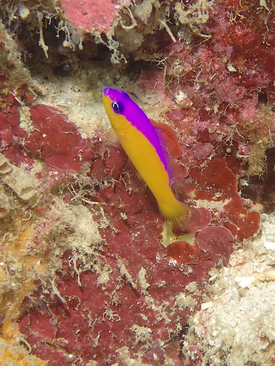 Miniatura: Pictichromis (Pictichromis spp.)