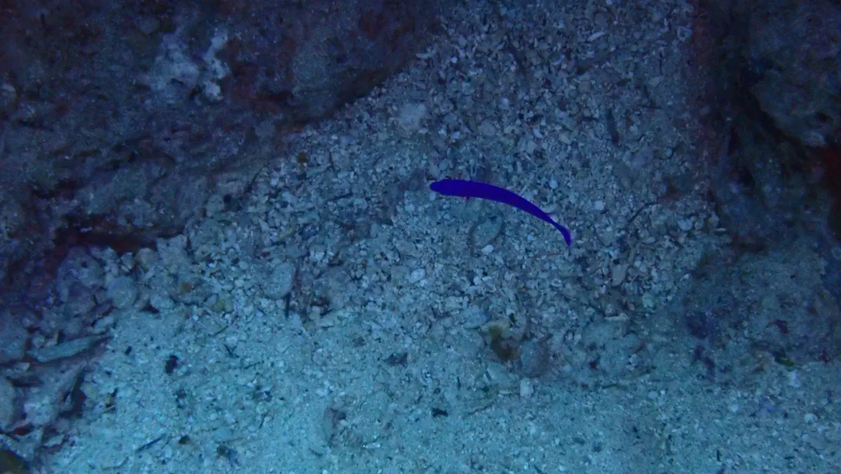 Pseudochromis (Pseudochromis spp.)