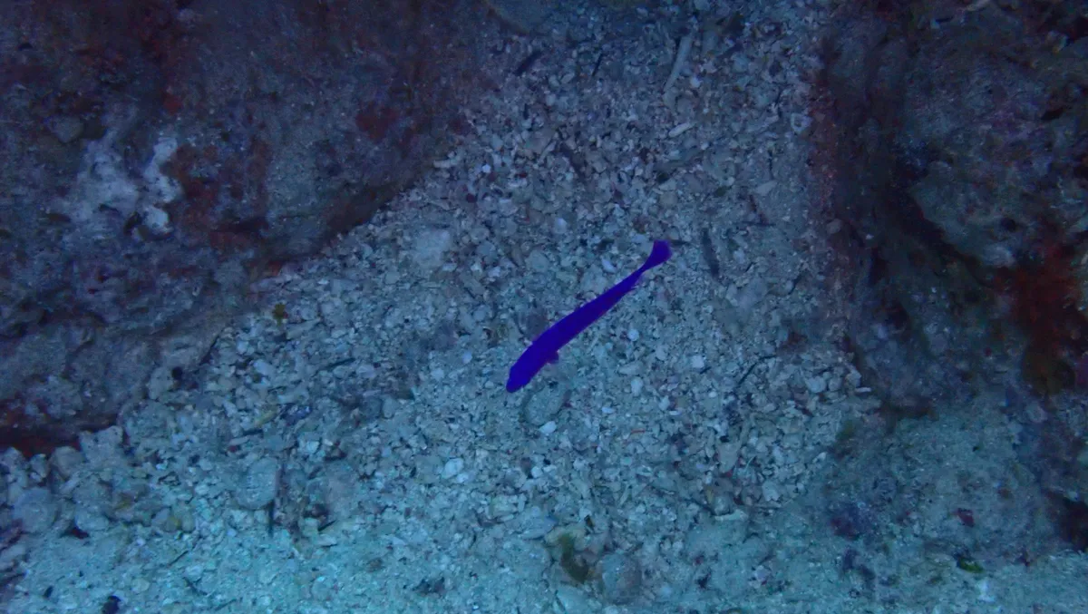 Miniatura: Pseudochromis (Pseudochromis spp.)