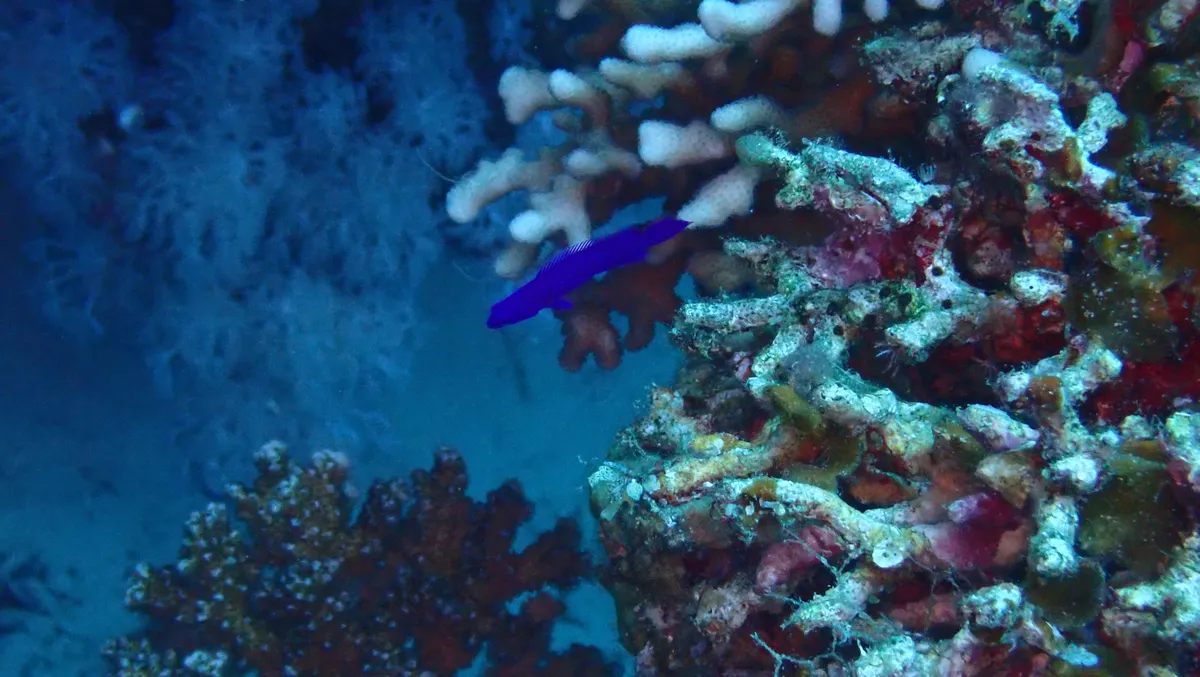 Miniatura: Pseudochromis (Pseudochromis spp.)