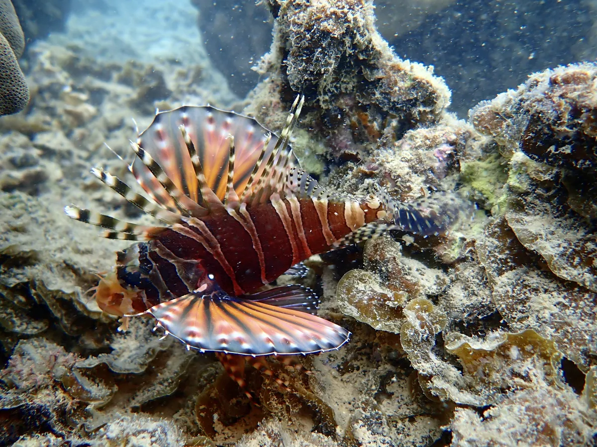 Miniatura: Dendrochirus (Dendrochirus spp.)
