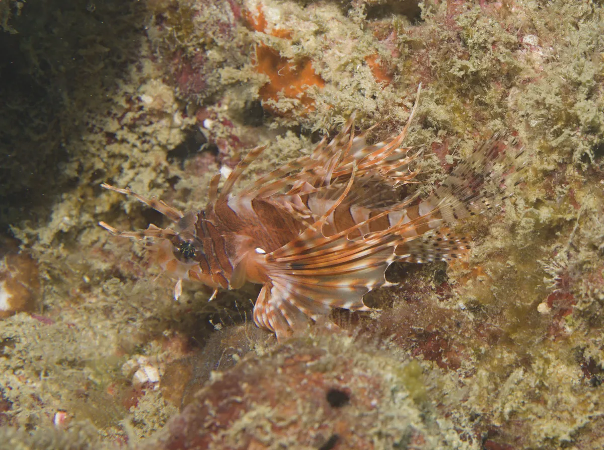 Miniatura: Dendrochirus (Dendrochirus spp.)
