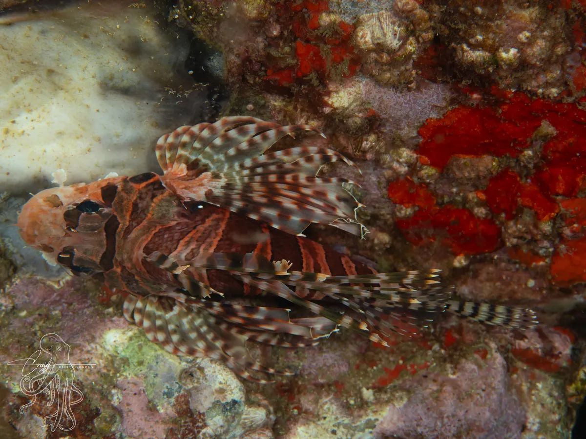 Miniatura: Dendrochirus (Dendrochirus spp.)