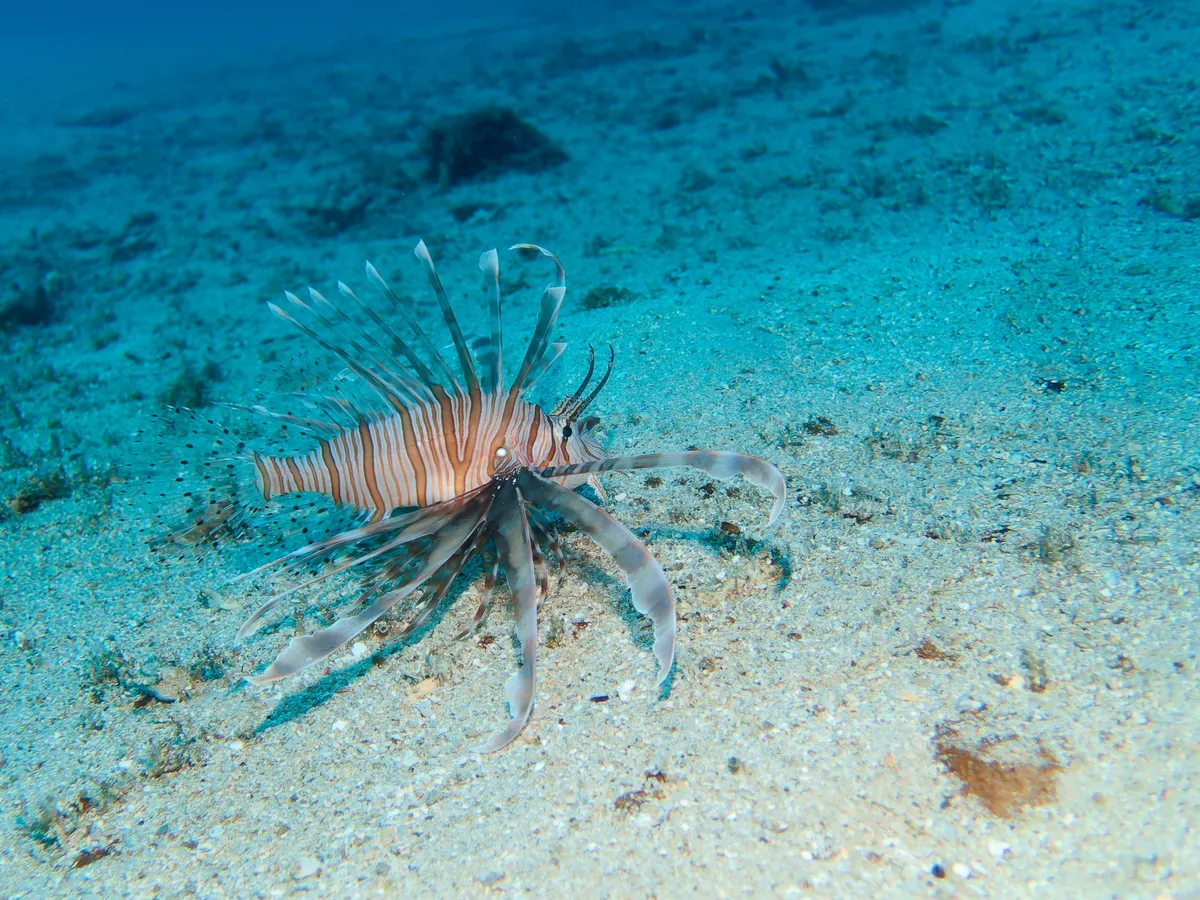 Pterois (Pterois spp.)