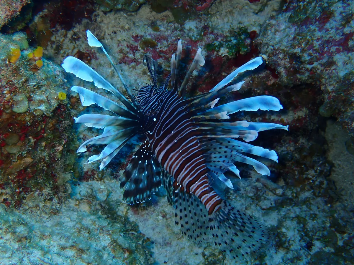 Miniatura: Pterois (Pterois spp.)