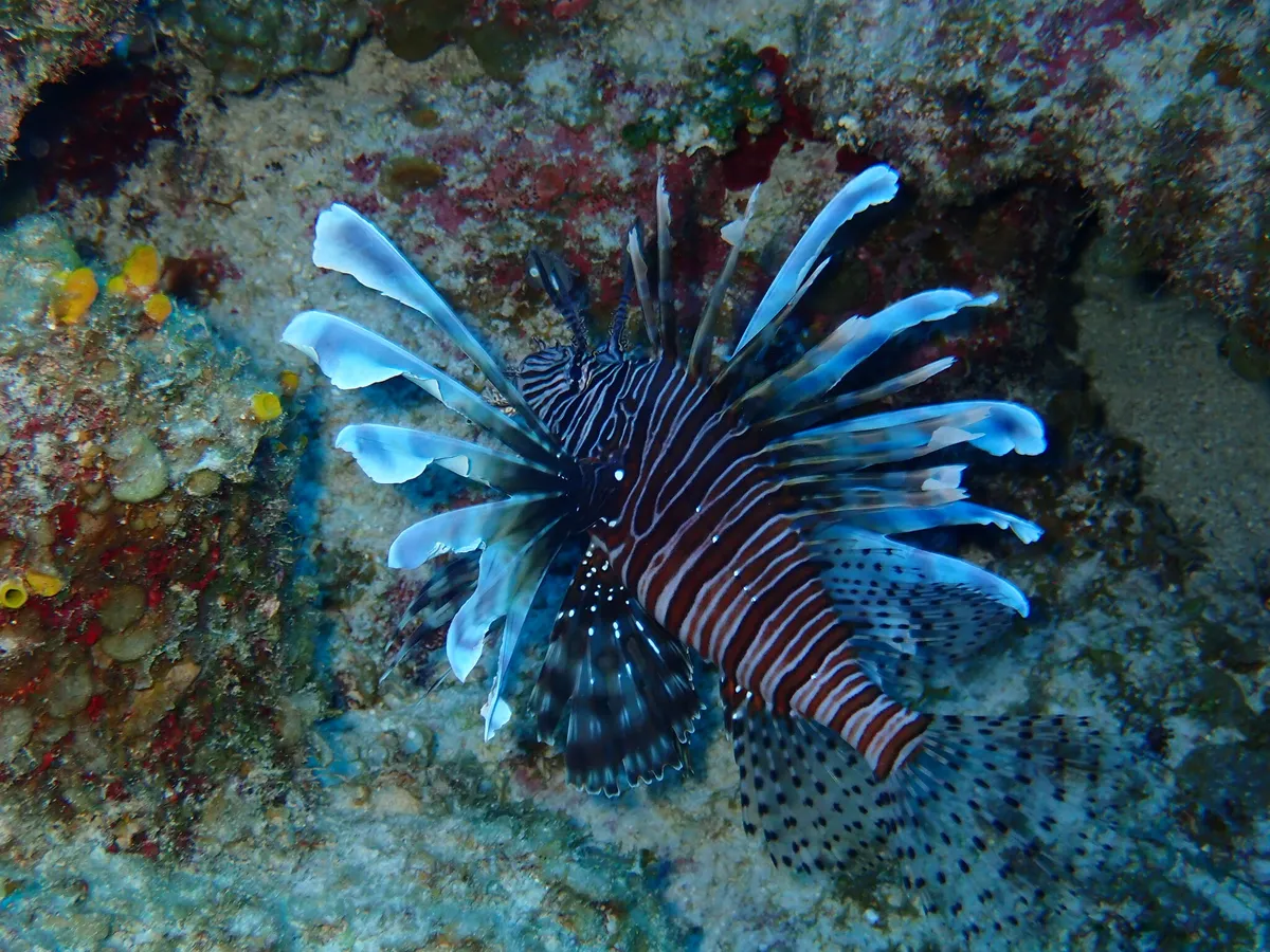 Miniatura: Pterois (Pterois spp.)