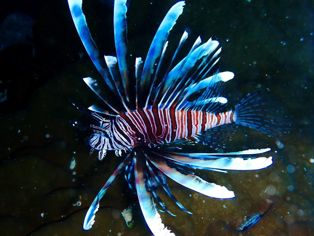 Miniatura: Pterois (Pterois spp.)