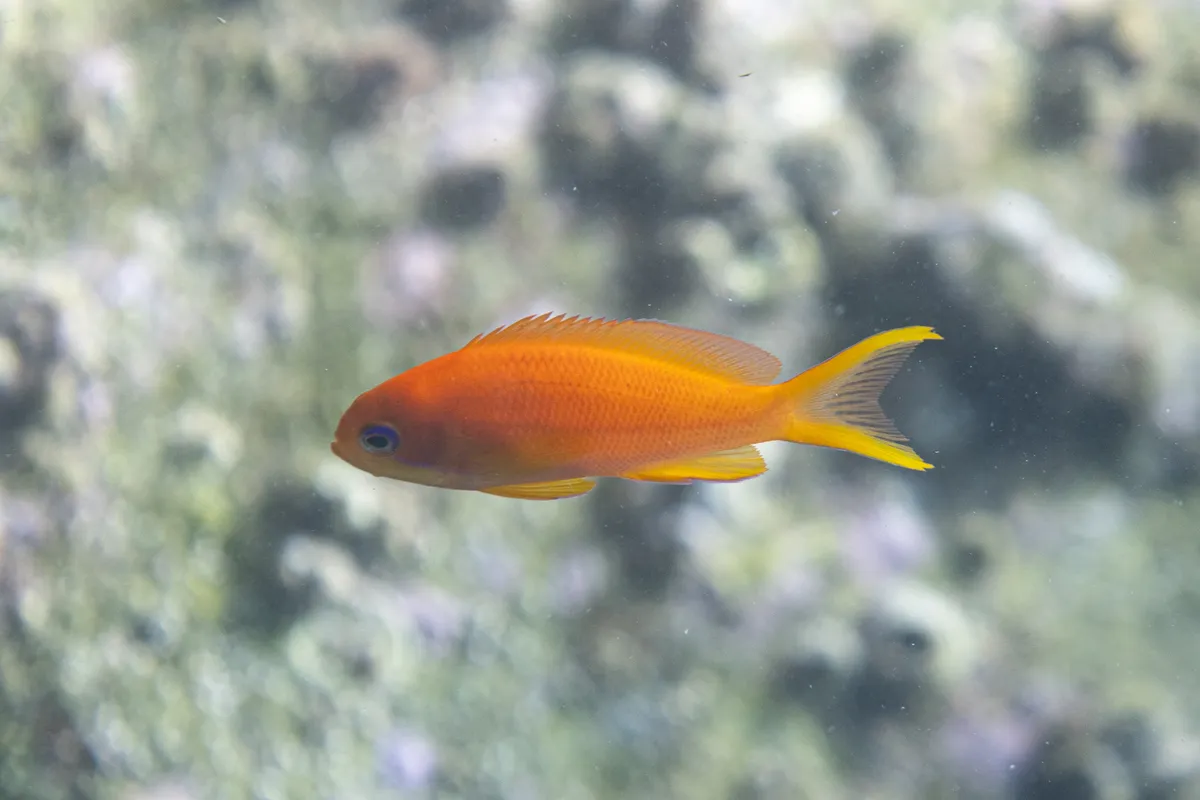 Serranidi (Anthias e Cernie)