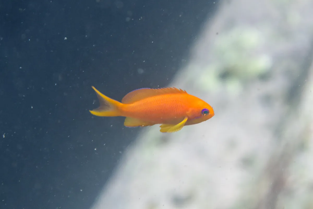 Miniatura: Pseudanthias (Pseudanthias spp.)