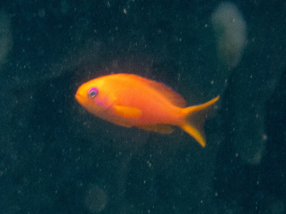 Miniatura: Pseudanthias (Pseudanthias spp.)
