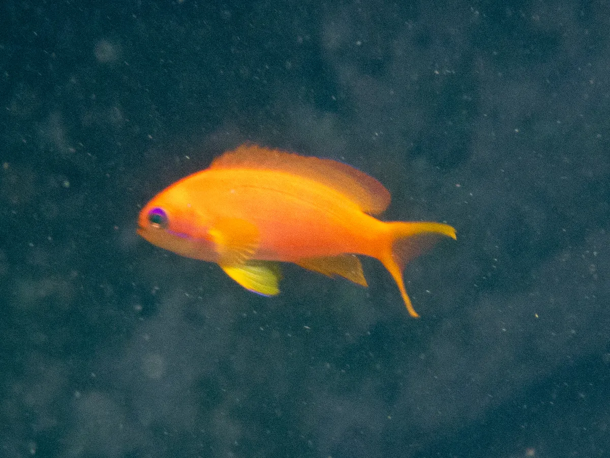 Miniatura: Pseudanthias (Pseudanthias spp.)
