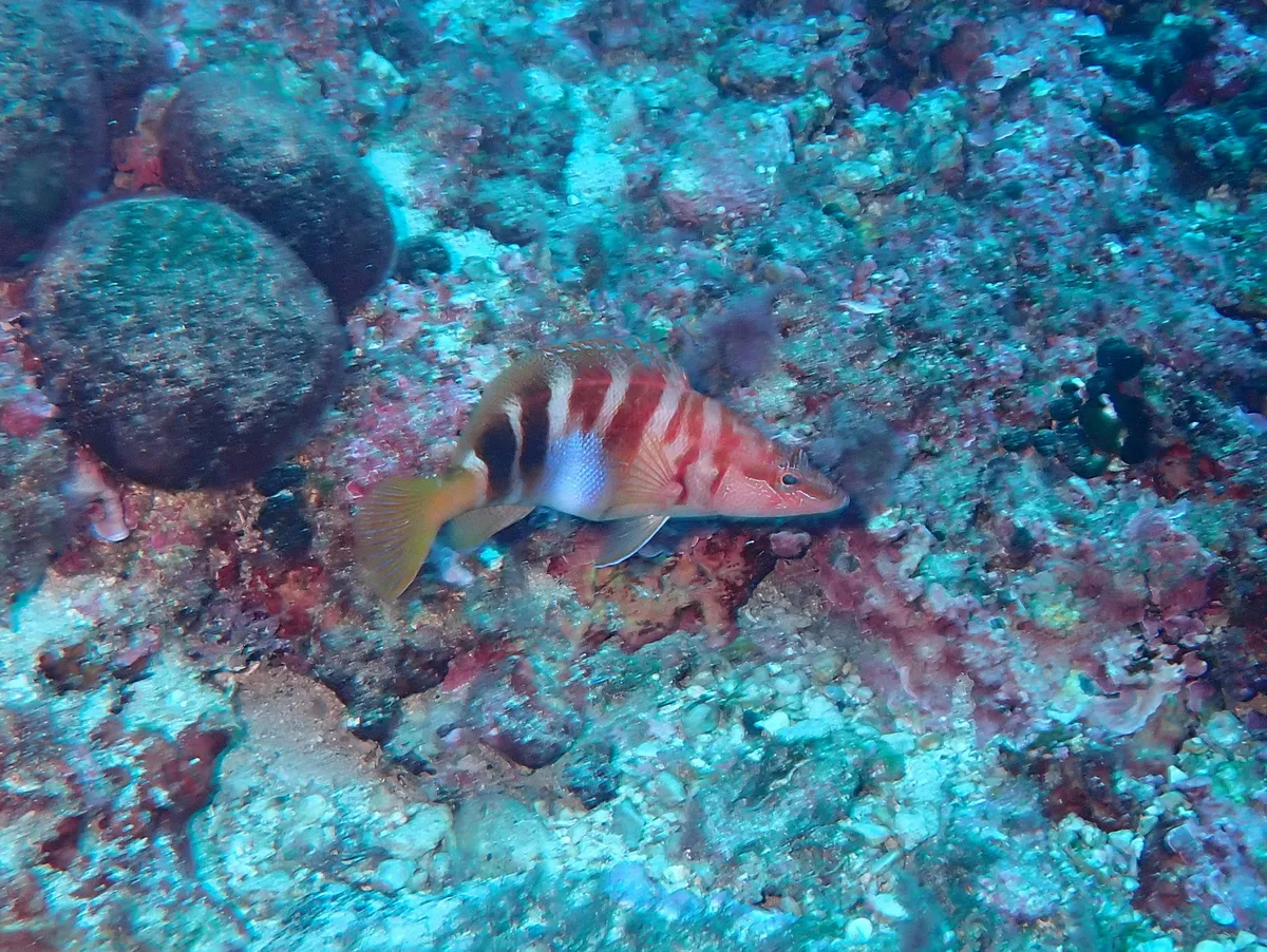 Serranus (Serranus tortugarum)
