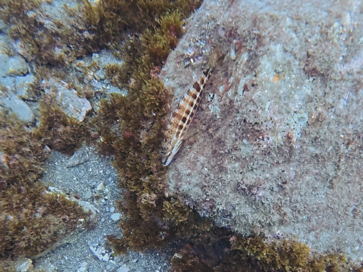 Miniatura: Serranus (Serranus tortugarum)