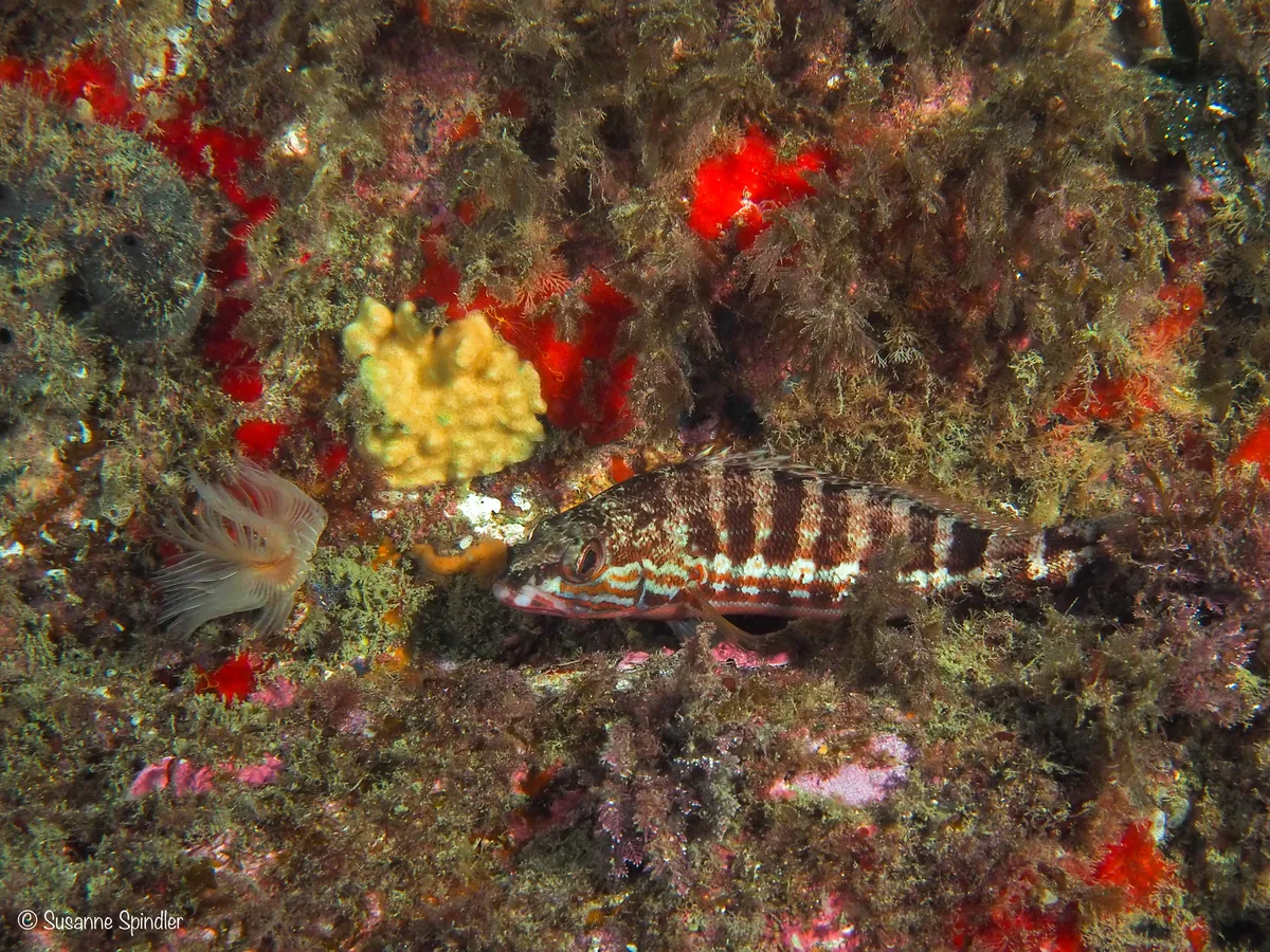 Miniatura: Serranus (Serranus tortugarum)