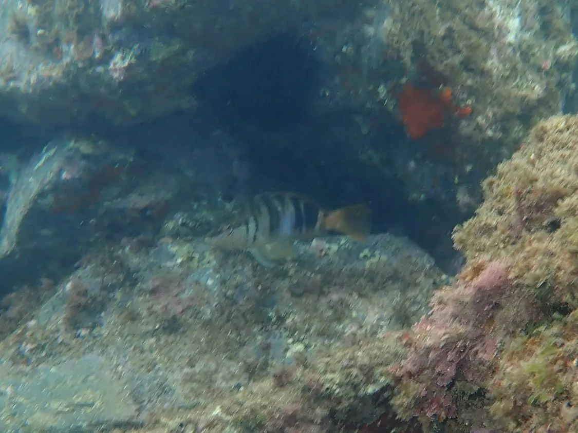 Miniatura: Serranus (Serranus tortugarum)