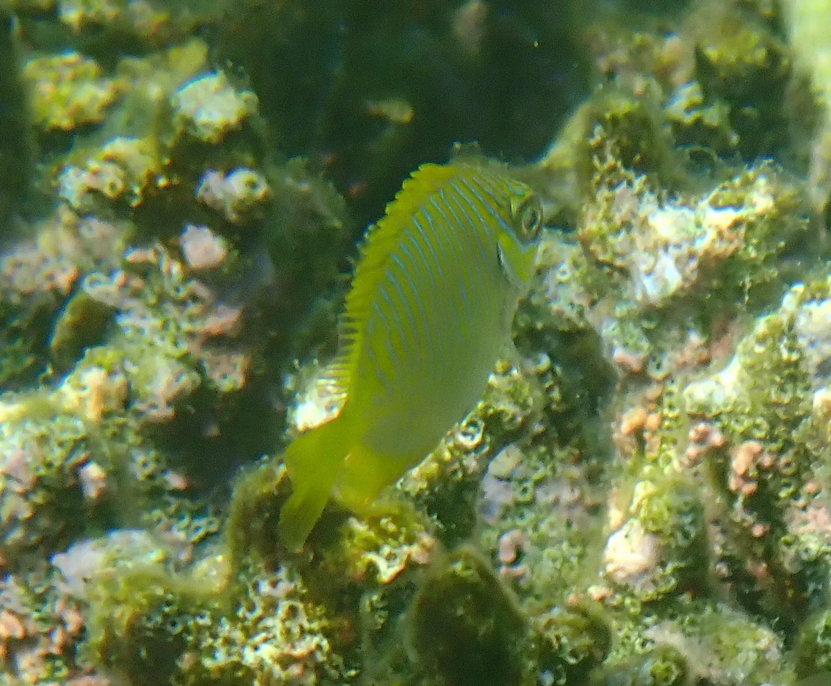 Miniatura: Siganus (Siganus / Lo spp.)