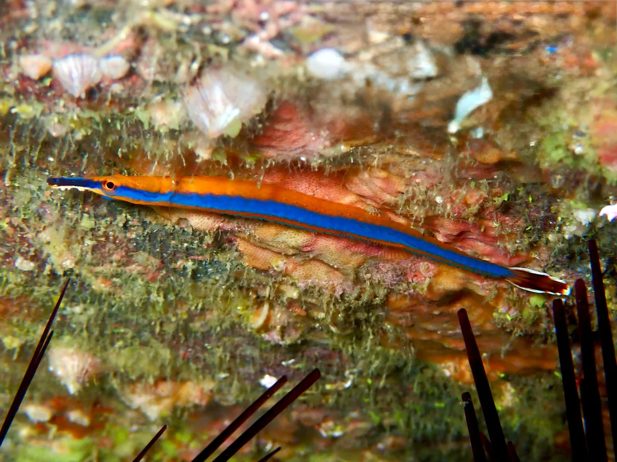 Miniatura: Doryrhamphus (Doryrhamphus spp.)