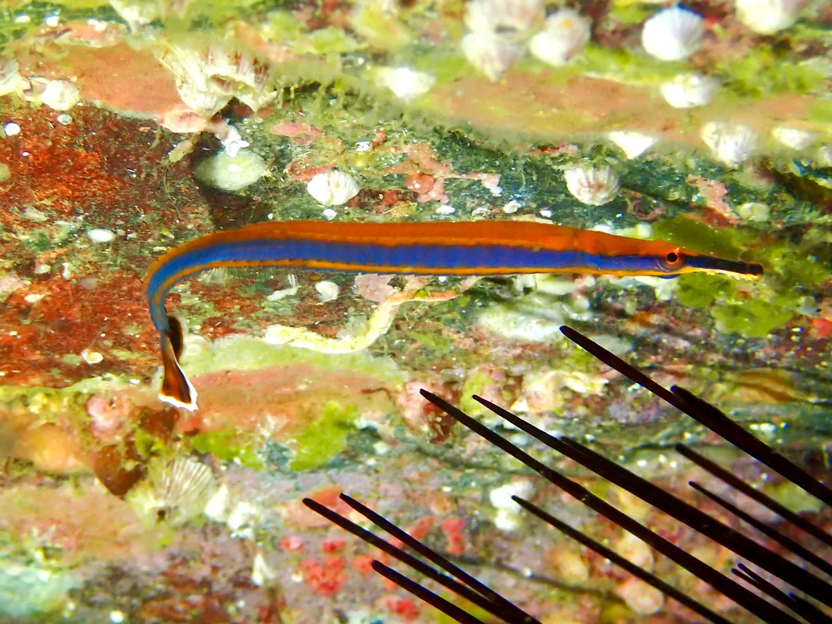 Miniatura: Doryrhamphus (Doryrhamphus spp.)