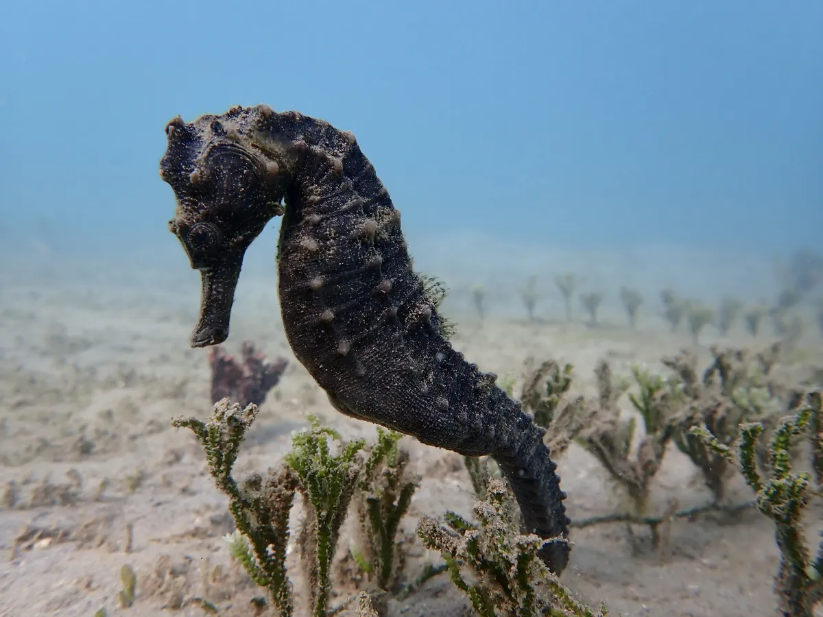 Hippocampus (Hippocampus spp.)