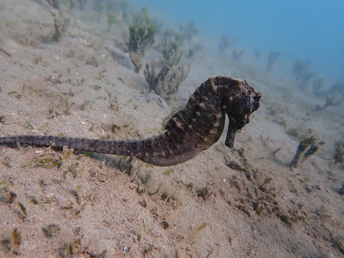 Miniatura: Hippocampus (Hippocampus spp.)