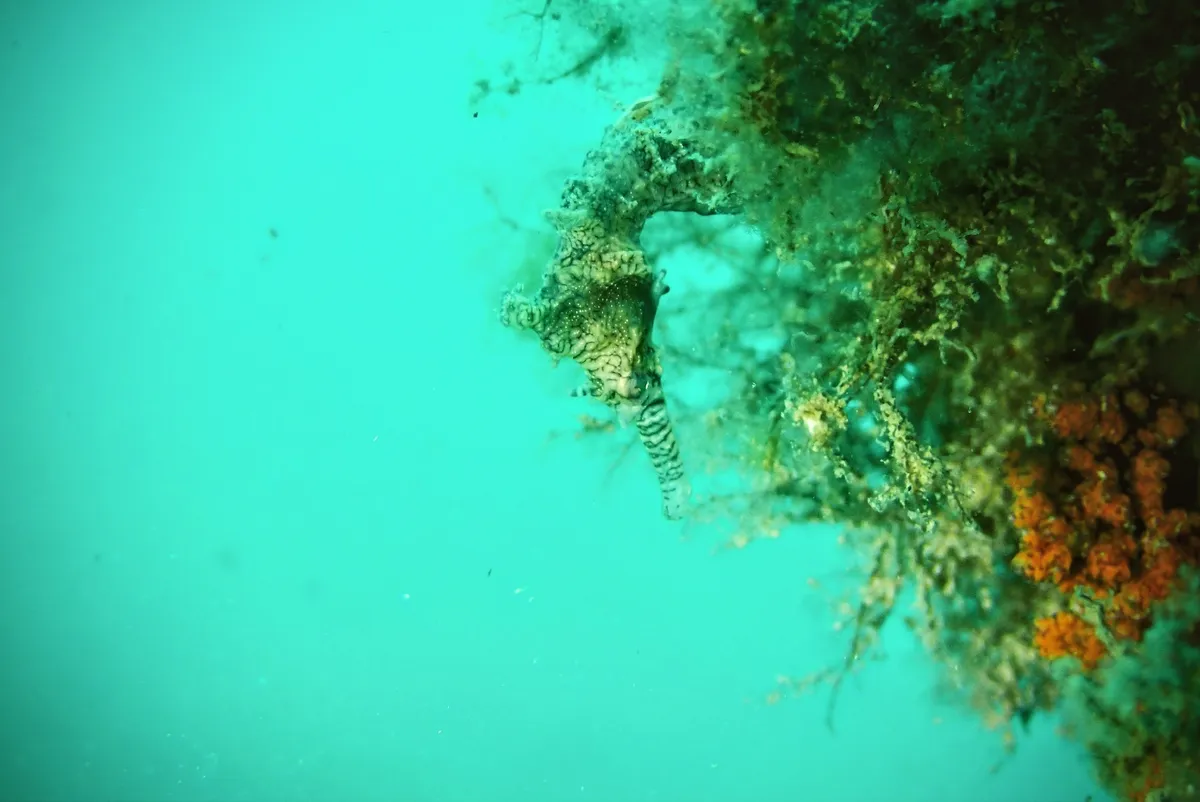 Miniatura: Hippocampus (Hippocampus spp.)