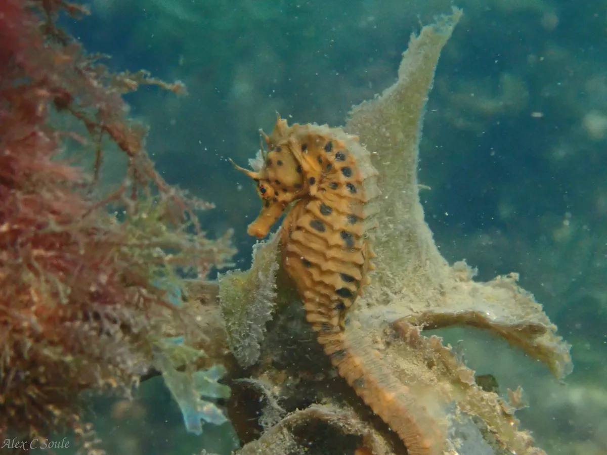 Miniatura: Hippocampus (Hippocampus spp.)