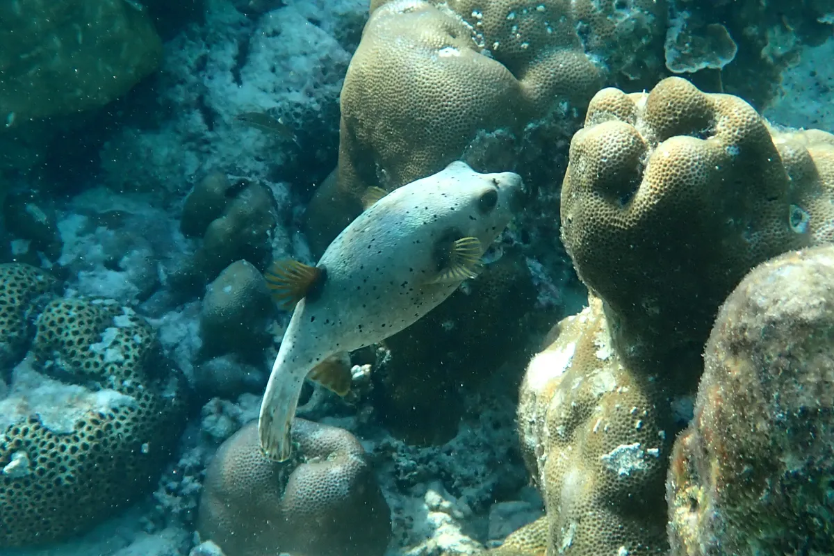 Tetraodontidi (Pesci palla)