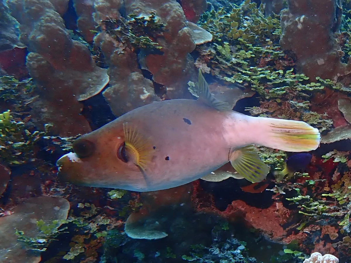 Miniatura: Arothron (Arothron spp.)