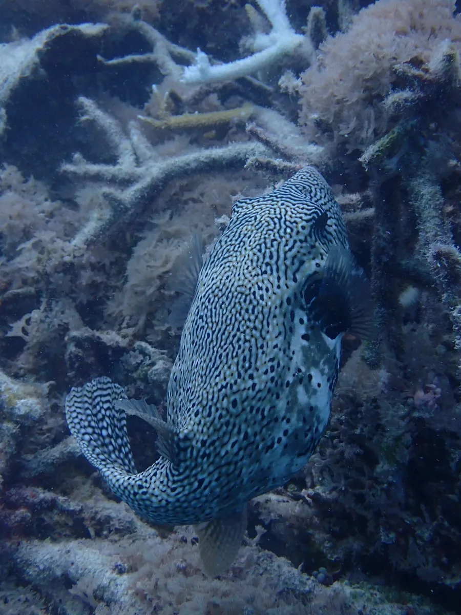 Miniatura: Arothron (Arothron spp.)