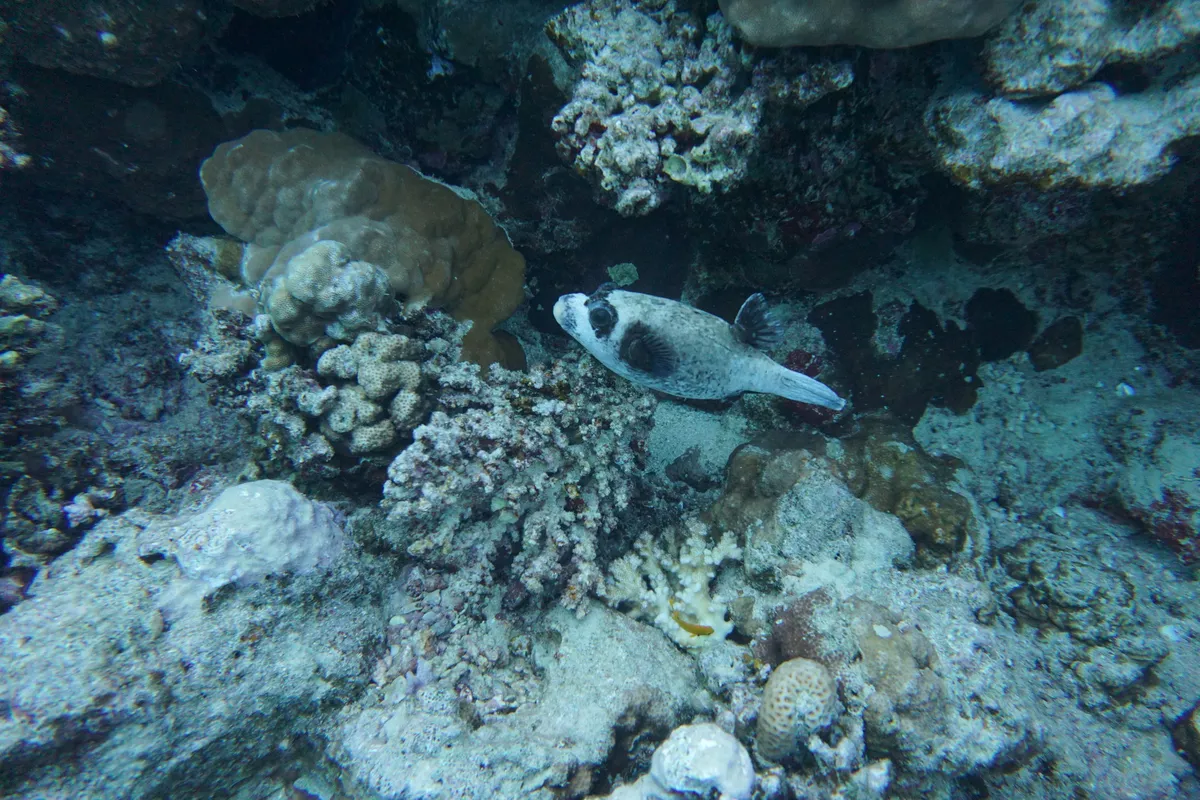 Miniatura: Arothron (Arothron spp.)