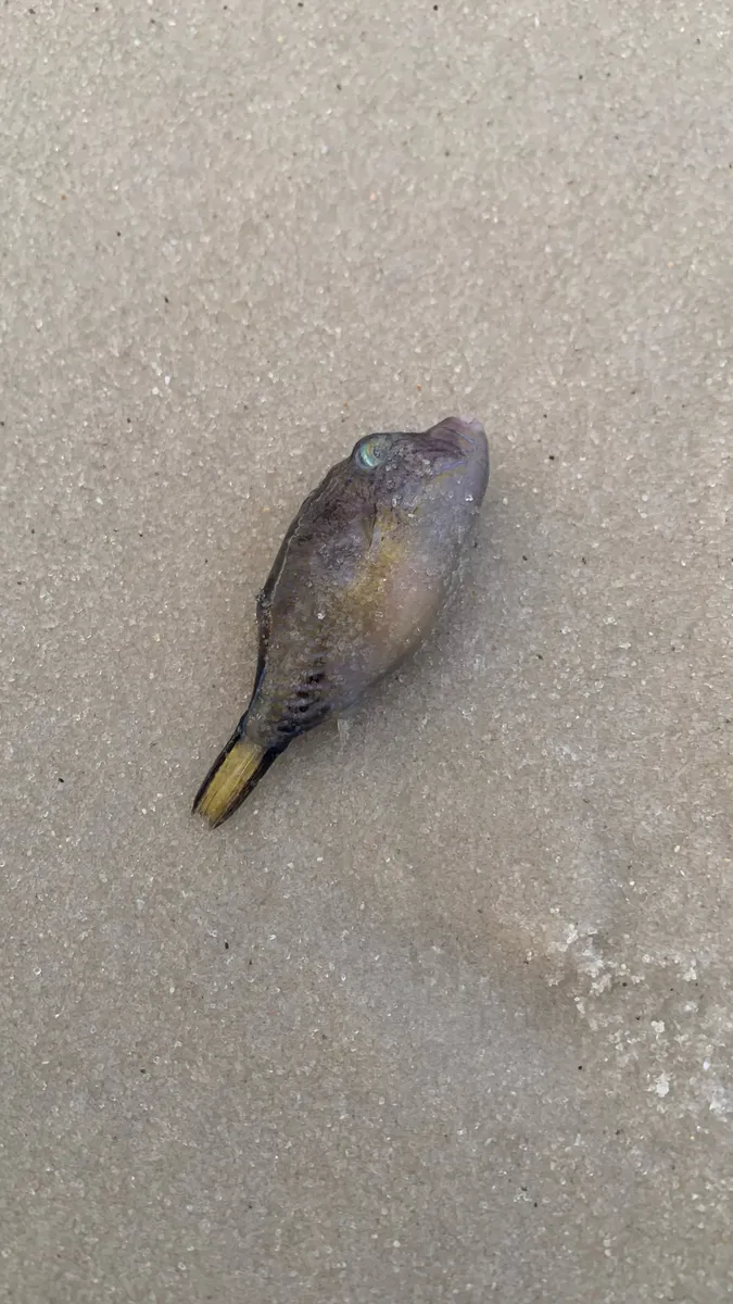 Canthigaster (Canthigaster spp.)