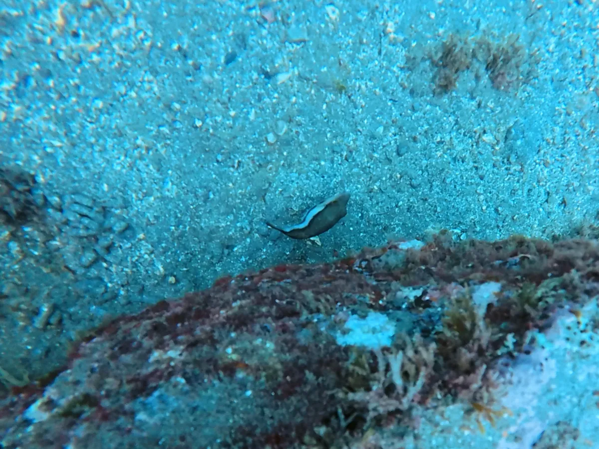 Miniatura: Canthigaster (Canthigaster spp.)