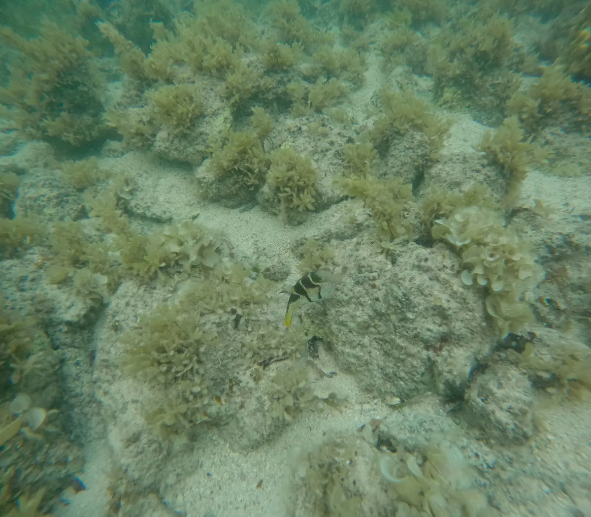 Miniatura: Canthigaster (Canthigaster spp.)