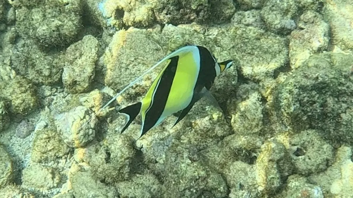 Miniatura: Zanclus (Zanclus cornutus)