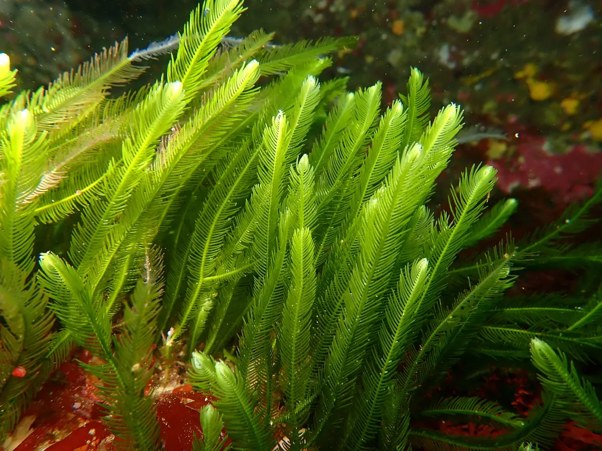 Miniatura: Caulerpa (Caulerpa spp. (C. racemosa, C. prolifera))