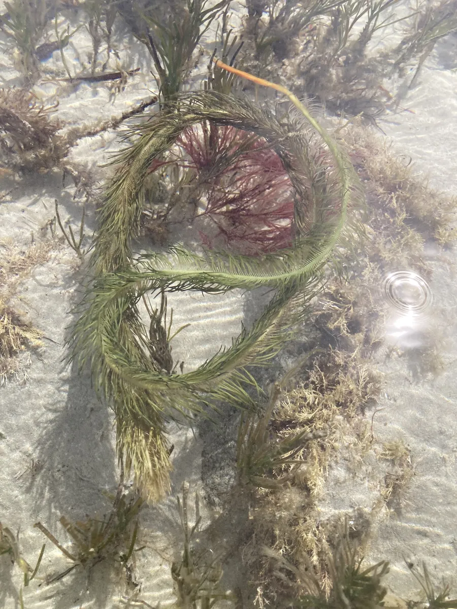 Miniatura: Caulerpa (Caulerpa spp. (C. racemosa, C. prolifera))