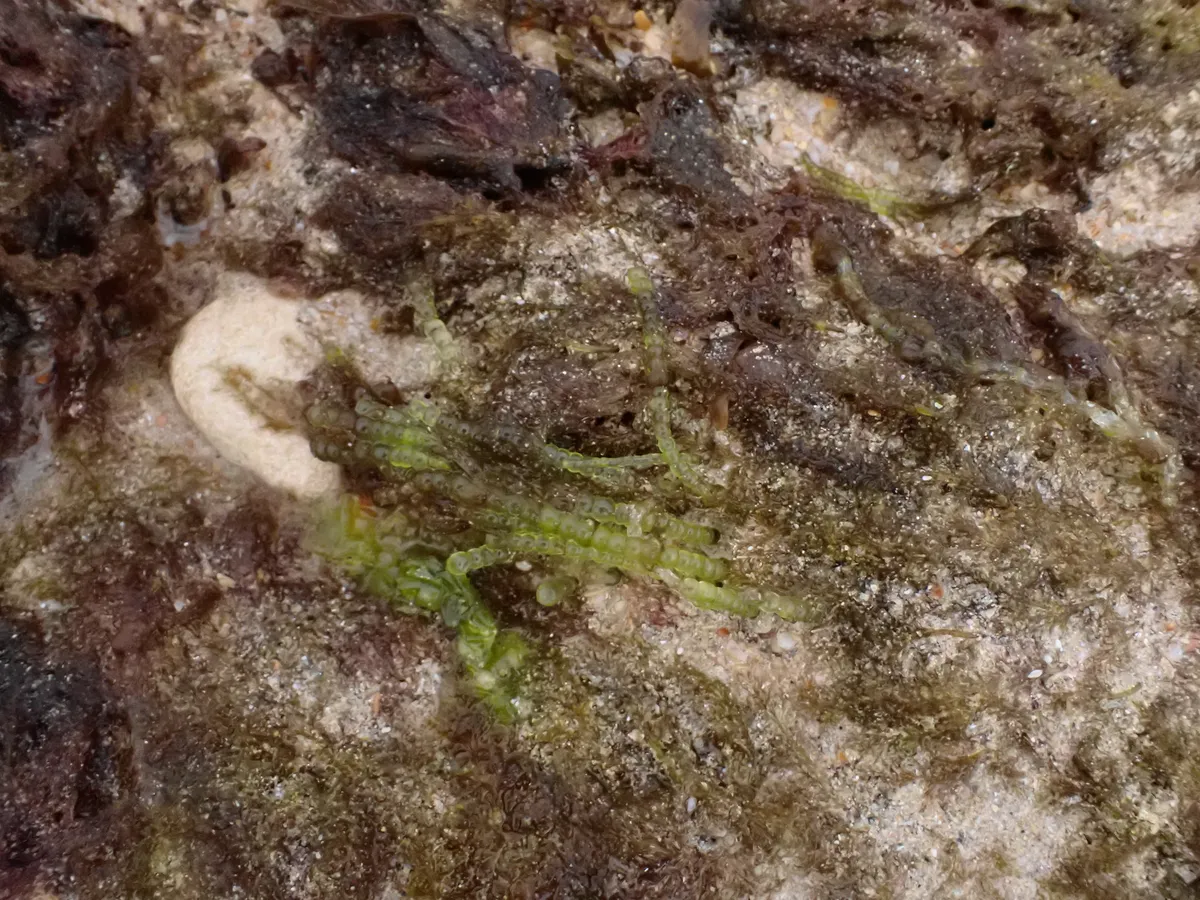 Cladoforacee