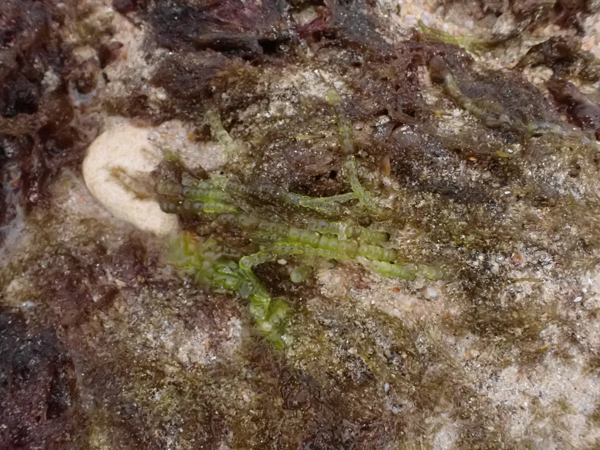 Miniatura: Chaetomorpha (Chaetomorpha spp. (C. linum))