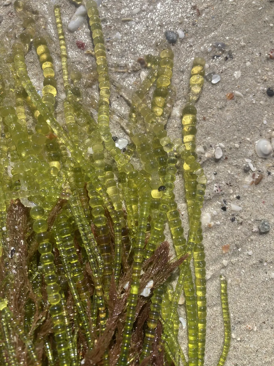 Miniatura: Chaetomorpha (Chaetomorpha spp. (C. linum))