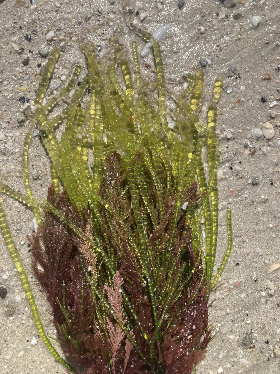 Miniatura: Chaetomorpha (Chaetomorpha spp. (C. linum))