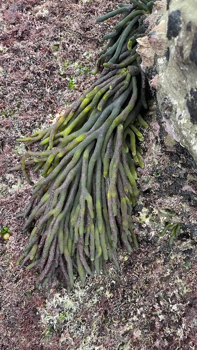 Miniatura: Codium (Codium spp.)