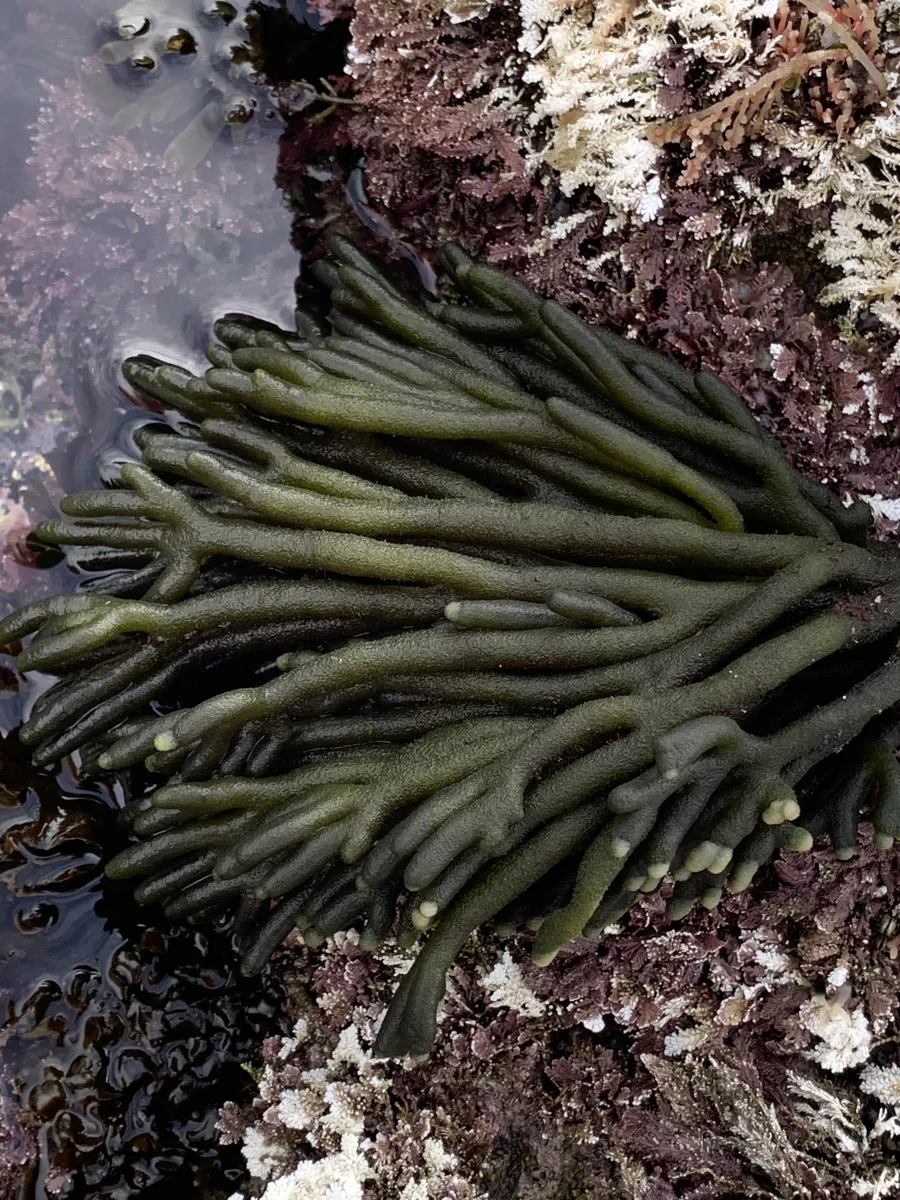 Miniatura: Codium (Codium spp.)