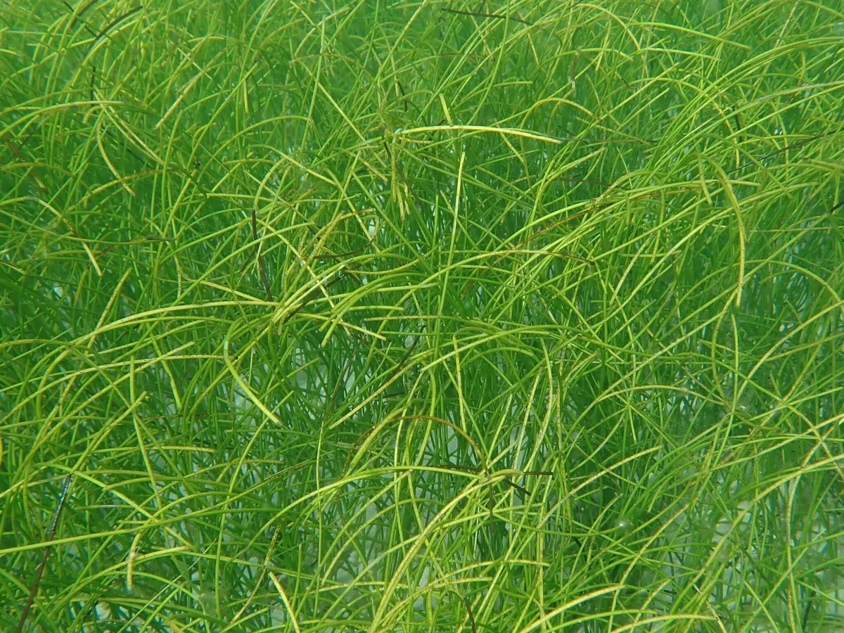 Miniatura: Syringodium (Syringodium filiforme)